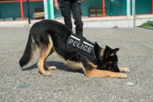 perro policía